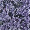 Porpidia tuberculosa purple tinged